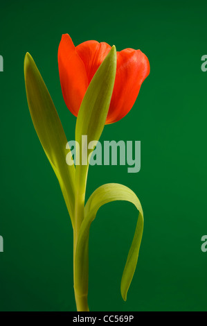 single isolated red tulip looks like a dancer Stock Photo