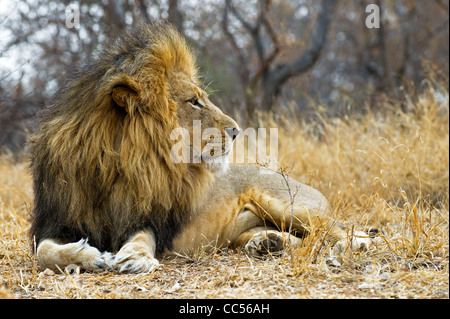 Lion at rest Stock Photo