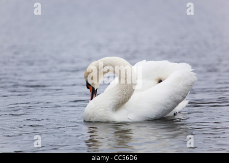 Mute Swan; Cygnus olor; preening; UK Stock Photo