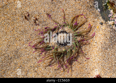 Snakelocks Anemone; Anemonia viridis; low tide; rock pool; Cornwall; UK Stock Photo