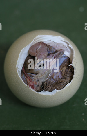 A baby Ostrich is born at at Ostrich farm Stock Photo