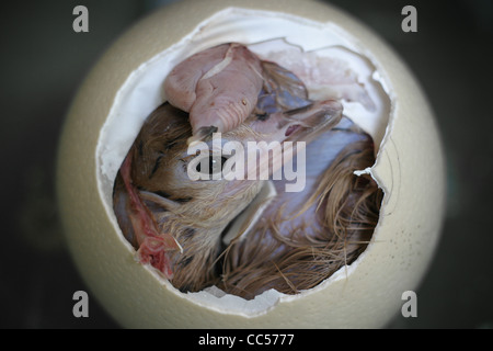 A baby Ostrich is born at at Ostrich farm Stock Photo