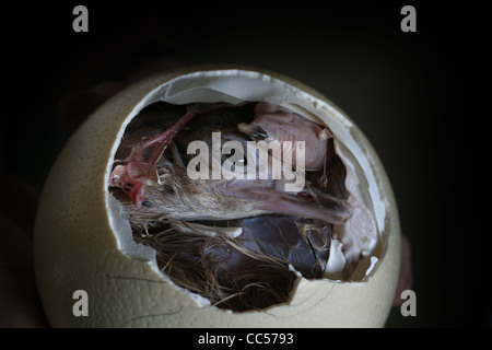 A baby Ostrich is born at at Ostrich farm Stock Photo