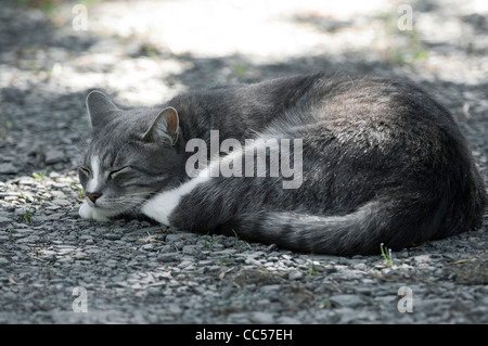 tabby cat sleeping outside on a gravel road Stock Photo