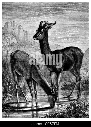 Gazelles Stock Photo