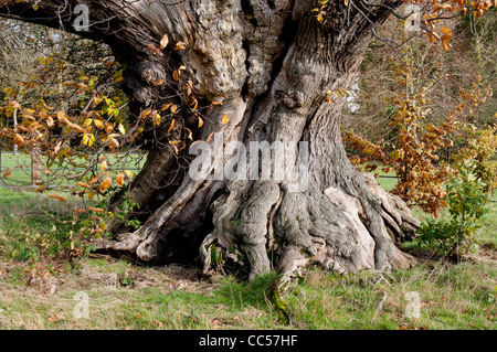 Ancient Sweet Chestnut tree, Elmdon Park, Birmingham, UK Stock Photo