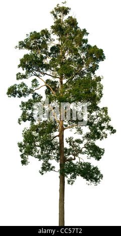 Crown of big tree isolated on white background Stock Photo