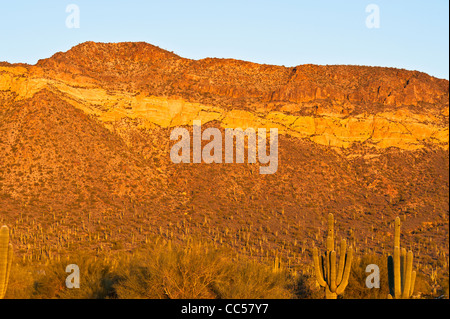 A variety of huge cactus growing in the Sonoran Desert north of Mesa, Arizona. These are mainly Cholla. Stock Photo