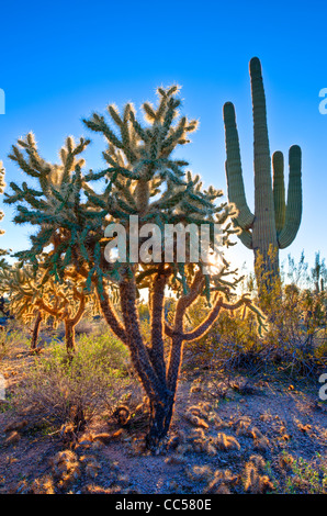 A variety of huge cactus growing in the Sonoran Desert north of Mesa ...