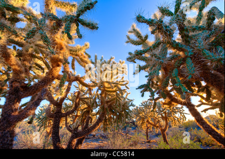 A variety of huge cactus growing in the Sonoran Desert north of Mesa, Arizona. These are mainly Cholla. Stock Photo