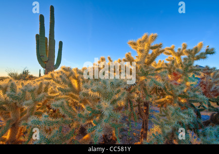 A variety of huge cactus growing in the Sonoran Desert north of Mesa, Arizona. These are mainly Cholla. Stock Photo