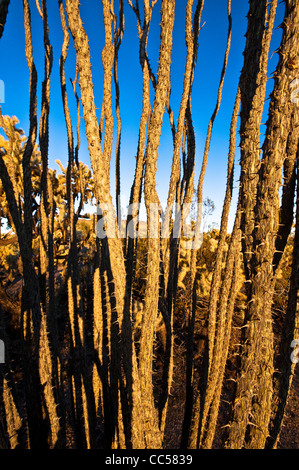 A variety of huge cactus growing in the Sonoran Desert north of Mesa, Arizona. These are mainly Cholla. Stock Photo