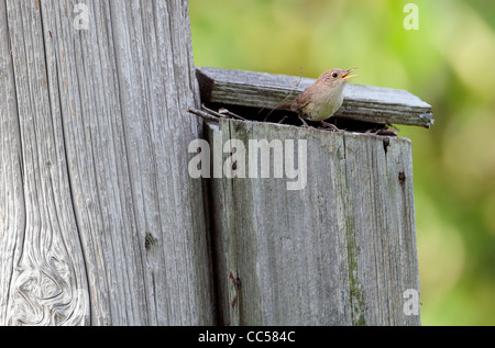a wren bird perched on a birdhouse Stock Photo