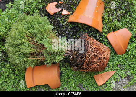 Broken terracotta garden plant pot in green mind-your-own-business or baby's tears, Soleirolia soleirolii (syn. Helxine soleirolii). Stock Photo