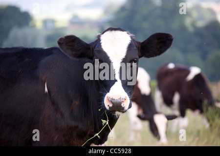 Cow chewing grass in a field Stock Photo