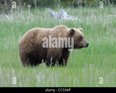 A brown bear ( Ursus arctos ) pauses in its feeding in an Alaskan sedge field Stock Photo