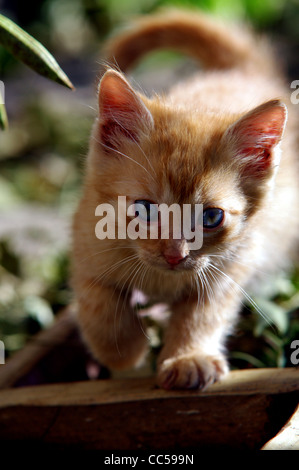 Cute kitten in a flowerpot Stock Photo