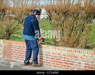 Workman trimming a hedge in Winter in the UK. Stock Photo
