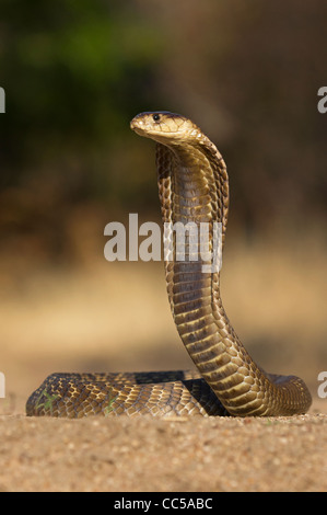 A Snouted Cobra rising to strike Stock Photo