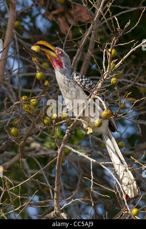 A Southern Yellow-billed Hornbill perched and eating fruit Stock Photo