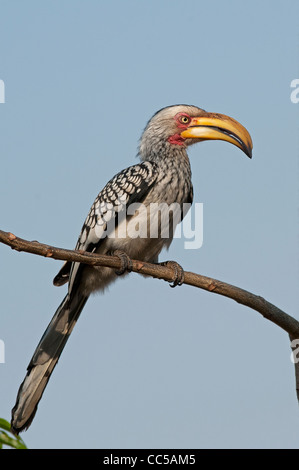 A Southern Yellow-billed Hornbill perched and looking for food Stock Photo