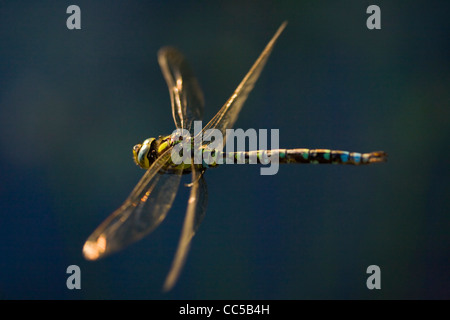 Southern Hawker Dragonfly (Aeshna cyanea) in flight, West Sussex, UK. Stock Photo