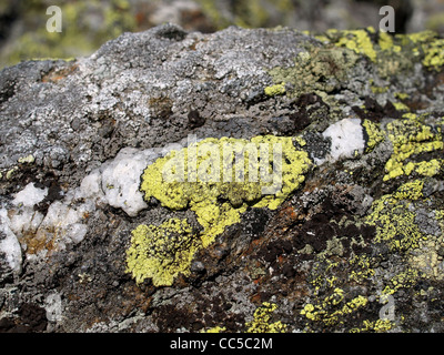 rock, quartz, with map lichen / Gestein, Quarz, mit Landkartenflechten Stock Photo