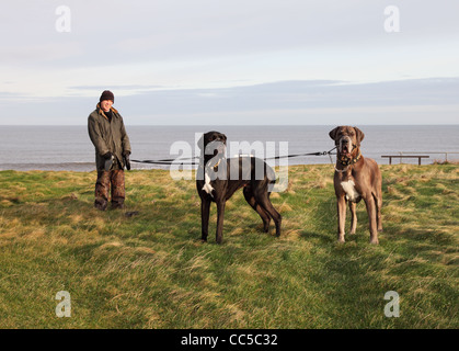 Man walking two large Great Dane dogs on seaside cliffs near South Shields, north east England UK Stock Photo