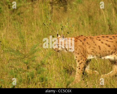 Eurasian lynx, NP national park Bavarian Forest, Germany / Eurasischer Luchs im NP Nationalpark Bayerischer Wald, Deutschland Stock Photo