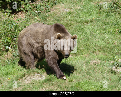 Brown bear in the NP national park Bavarian Forest / Ursus arctos / Europäischer Braunbär im NP Nationalpark Bayerischer Wald Stock Photo