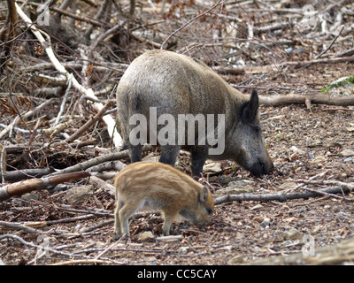 wild boar in the NP national park Bavarian Forest, Germany / Sus scrofa / Wildschweine im NP Nationalpark Bayerischer Wald Stock Photo