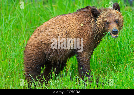 Coastal Grizzly bear cub searching for food at low tide on the British Columbia Mainland, Canada