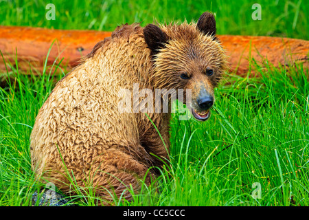 Coastal Grizzly bear cub searching for food at low tide on the British Columbia Mainland, Canada Stock Photo