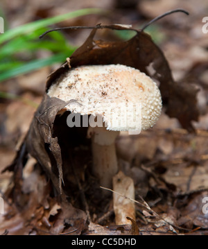 Amanita rubescens. Blusher mushroom hiding under a fallen leaf on the forest floor