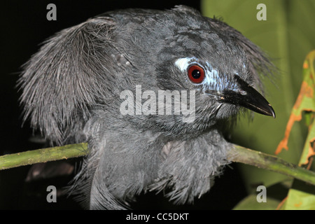 A Male Plumbeous Antbird (Myrmeciza hyperythra) in the Peruvian Amazon Stock Photo