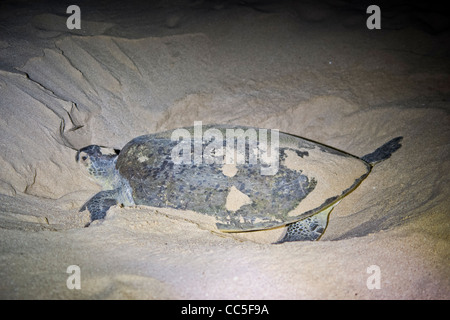 Turtle laying eggs in a nest, Ras Al Jinz, Oman Stock Photo