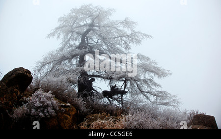 Ice-rimmed tree, Wuling Mountain, Beijing, China Stock Photo