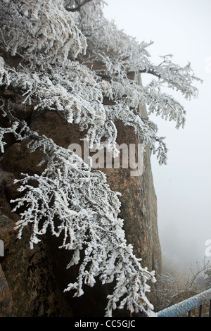 Ice-rimmed tree, Wuling Mountain, Beijing, China Stock Photo