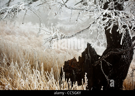 Ice-rimmed shrubbery and pine tree, Wuling Mountain, Beijing, China Stock Photo