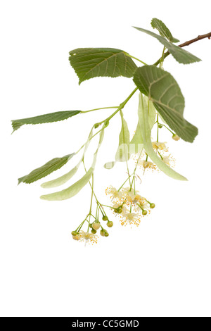 twig linden with leafs and fresh flowers Stock Photo - Alamy