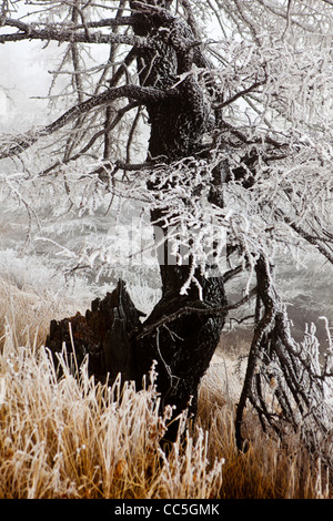 Ice-rimmed shrubbery and pine tree, Wuling Mountain, Beijing, China Stock Photo