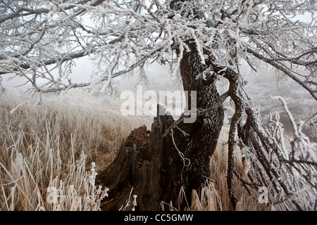 Ice-rimmed shrubbery and pine tree, Wuling Mountain, Beijing, China Stock Photo