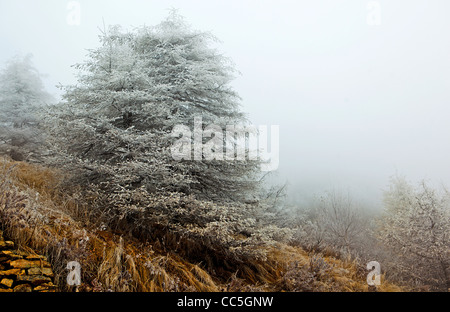 Ice-rimmed pine tree, Wuling Mountain, Beijing, China Stock Photo