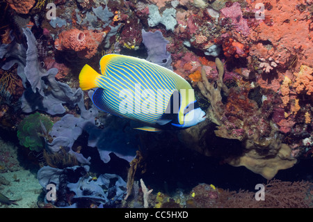 Emperor angelfish (Pomacanthus imperator). Indonesia. Stock Photo