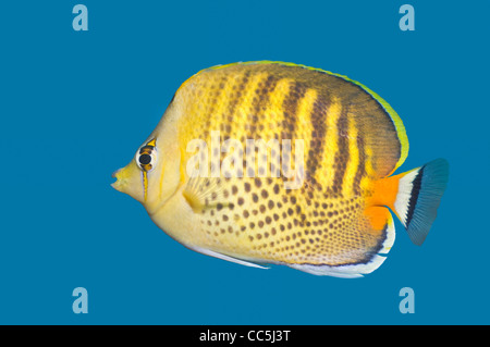 Spot-banded butterflyfish (Chaetodon punctatofasciatus) Stock Photo