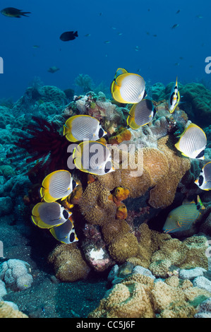 Panda butterflyfish (Chaetodon adiergastos) school at rest over coral reef. Bali, Indonesia. Stock Photo