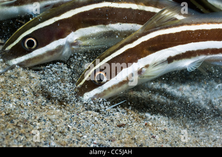 Striped catfish (Plutosus lineatus)  feeding in the sand. Manado, Sulawesi, Indonesia. Stock Photo