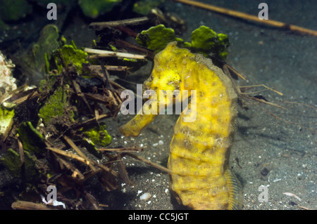 Common sea horse (Hippocampus taeniopterus). Manado, North Sulawesi, Indonesia. Stock Photo