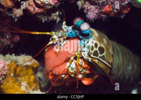 Mantis shrimp (Odontodactylus scyllarus) holding its eggs. Manado, North Sulawesi, Indonesia. Stock Photo