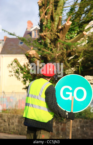 Tree surgeon felling in Saundersfoot Pembrokeshire Wales Stock Photo